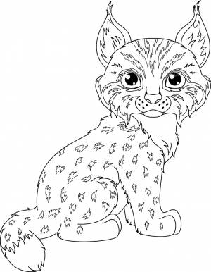 Раскраски Рысь