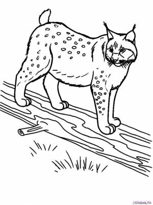 Раскраска рысь 4