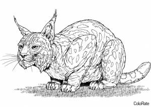 Раскраска Рысь перед прыжком