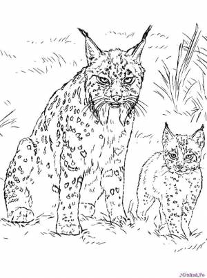 Раскраска рысь 3