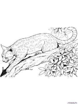 Раскраска рысь 6