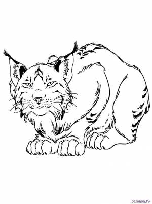 Раскраска рысь