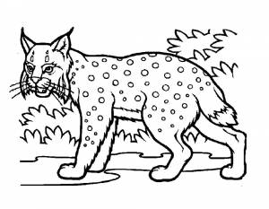 Раскраска Рысь
