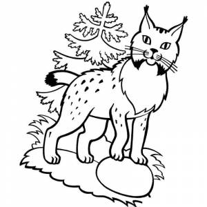 Раскраска рысь возле елки