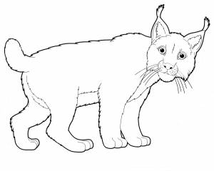 Раскраска Рысь