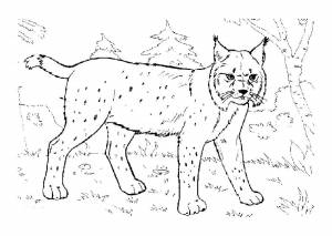 Раскраска Рысь