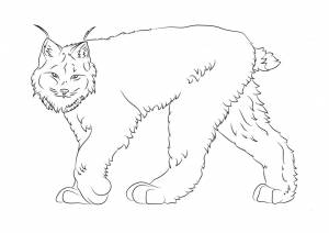 Раскраска Пушистая рысь