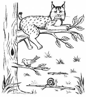 Раскраски рысь, Раскраска Рысь в лесу