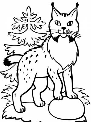 Картинка Рысь  для детей