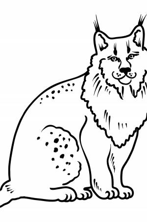 Раскраска рысь
