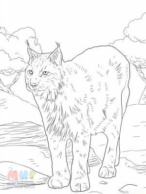 Раскраска Рысь брысь