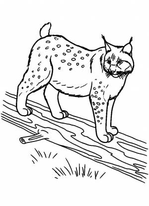 Раскраска рысь  и