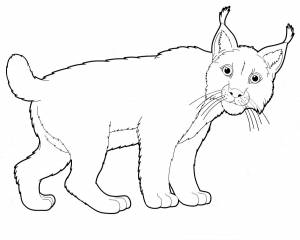 Раскраска Рысь