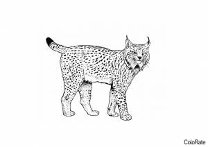 Раскраски Рысь для детей