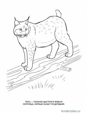 Рысь» раскраска для детей