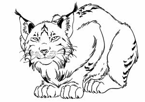 РЫСЬ  РАСКРАСКИ