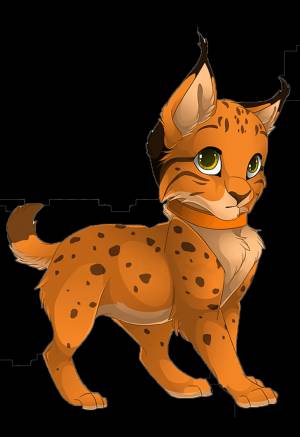 Раскраска Рысь