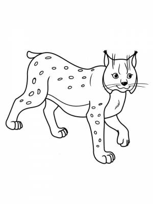 Раскраски Рысь   в формате