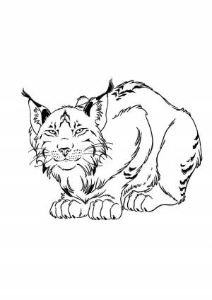 Раскраски, Раскраска Раскраска рысь для детей