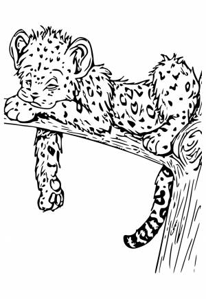 Раскраска Леопард Милый