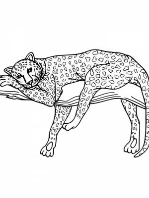Раскраски Леопард для детей   в формате