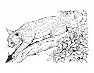 Раскраска Леопард