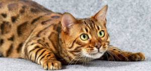 Порода кошки как леопард