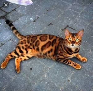 Порода кошек с леопардовым окрасом