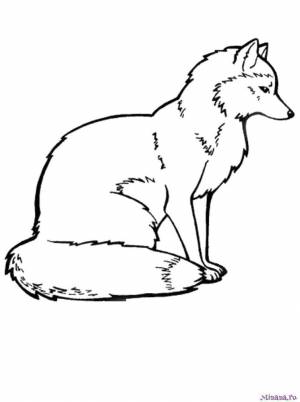 Раскраска лиса 4