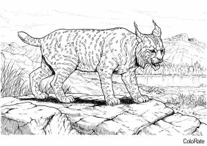 Раскраска Рысь на охоте