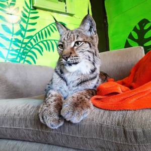 Дико ласковая мамочка