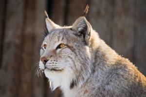 Милая рысь с желтыми глазами смотрит вперед