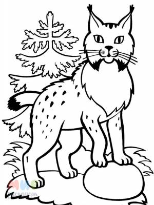 Раскраска Рысь брысь