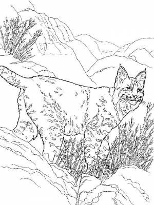 Раскраски Рысь   в формате