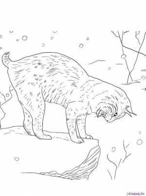 Раскраска рысь 7