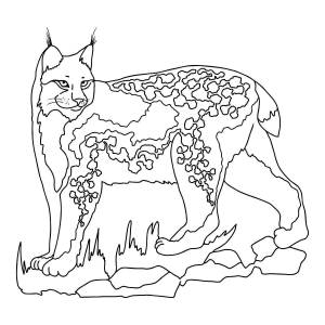 Раскраски Антистресс рысь