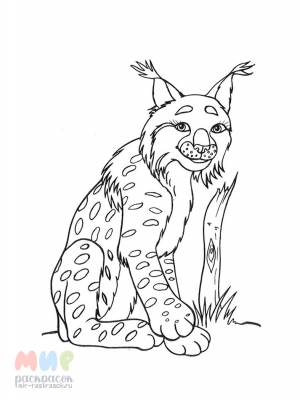 Раскраска Рысь брысь