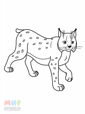 Раскраска Рысь брысь