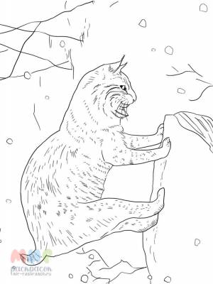 Раскраска Рысь брысь