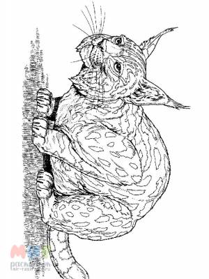 Раскраска Рысь