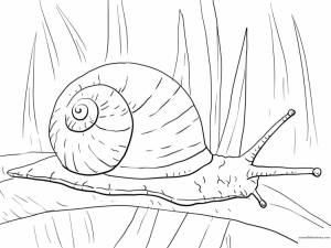 Улитка раскраска для детей