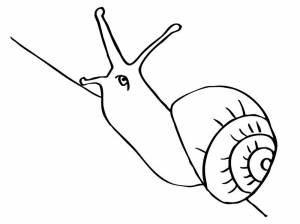 Раскраски Улитка