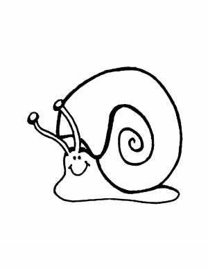 Раскраски Раскраска Большой панцирь улитки Улитки