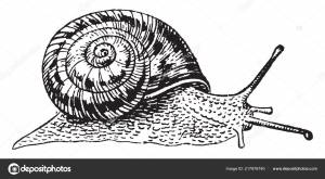 Африканская Улитка Вид Большой Сухопутной Улитки Принадлежащий Семейству Achatinidae Рисунок Векторное изображение ©Morphart 217976740
