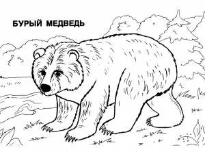 Раскраска Медведь