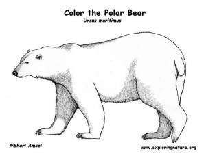 Polar Bear Coloring Page -- Exploring Nature Educational Resource
