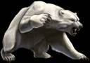 белый медведь, злой медведь, polar bear
