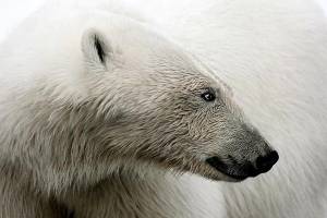 Polar bear profile