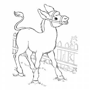 Раскраска Ослик
