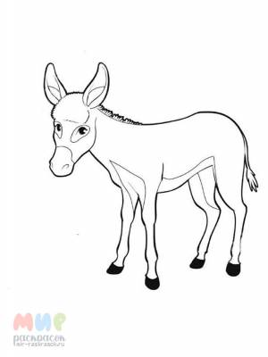 Раскраска Ослик